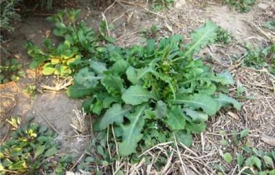 吃野菜减肚子是真的吗，春季万物复苏野菜竟能瘦腹 减肚子 第1张