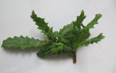 吃野菜减肚子是真的吗，春季万物复苏野菜竟能瘦腹 减肚子 第2张