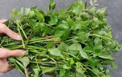 吃野菜减肚子是真的吗，春季万物复苏野菜竟能瘦腹 减肚子 第5张