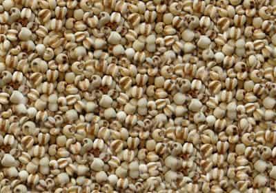 一周薏米减肥食谱,狂甩赘肉快速瘦出曲线 减肥食谱 第4张-瘦瘦减肥网 一周薏米减肥食谱,狂甩赘肉快速瘦出曲线 减肥食谱 第4张