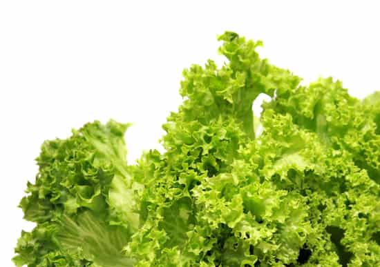 夏天吃什么蔬菜减肥最快,最减肥的饮食法 减肥蔬菜 第6张-瘦瘦减肥网 夏天吃什么蔬菜减肥最快,最减肥的饮食法 减肥蔬菜 第6张