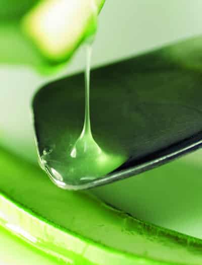 夏天减肥吃什么最好,美容又瘦身的神奇芦荟 饮食减肥 第1张-瘦瘦减肥网 夏天减肥吃什么最好,美容又瘦身的神奇芦荟 饮食减肥 第1张