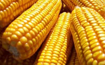 减肥瘦身早餐食谱，一个月看出明显效果 减肥食谱 第3张