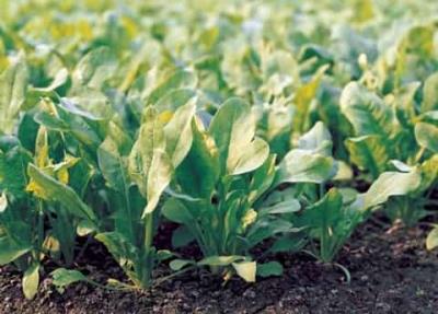 排毒清脂美食大推荐,助您消脂排毒 减肥 第6张-瘦瘦减肥网 排毒清脂美食大推荐,助您消脂排毒 减肥 第6张