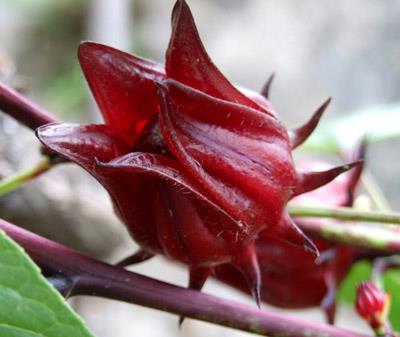 减肥花茶的功效,帮你清肠甩脂不留一点脂肪 减肥饮品 第6张-瘦瘦减肥网 减肥花茶的功效,帮你清肠甩脂不留一点脂肪 减肥饮品 第6张