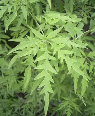 减肥花茶的功效,帮你清肠甩脂不留一点脂肪 减肥饮品 第5张-瘦瘦减肥网 减肥花茶的功效,帮你清肠甩脂不留一点脂肪 减肥饮品 第5张