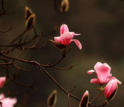 减肥花茶的功效,帮你清肠甩脂不留一点脂肪 减肥饮品 第4张-瘦瘦减肥网 减肥花茶的功效,帮你清肠甩脂不留一点脂肪 减肥饮品 第4张