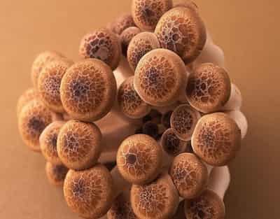 夏季快速有效瘦身减肥妙招，推荐超棒四种食物瘦腹法 减肚子 第2张