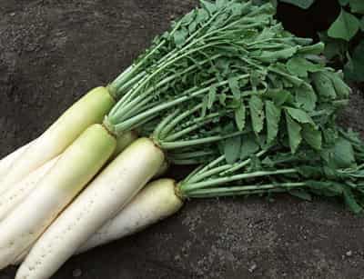 夏季减肥瘦身食品有哪些,怎样才能快速健康瘦身 减肥 第2张-瘦瘦减肥网 夏季减肥瘦身食品有哪些,怎样才能快速健康瘦身 减肥 第2张