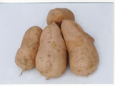 夏天减肥食品有哪些,超有效快速瘦身食物 减肥 第2张-瘦瘦减肥网 夏天减肥食品有哪些,超有效快速瘦身食物 减肥 第2张