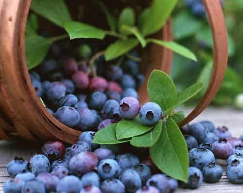 秋天吃那些食物可以减肥,十种减肥食物库解决肥胖问题 关于肥胖 第6张-瘦瘦减肥网 秋天吃那些食物可以减肥,十种减肥食物库解决肥胖问题 关于肥胖 第6张