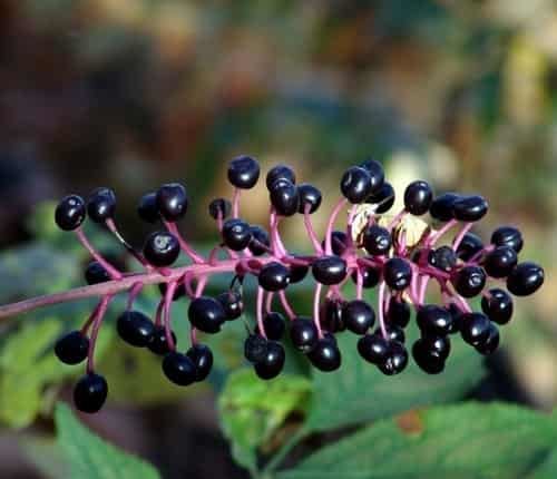 秋天吃那些食物可以减肥,十种减肥食物库解决肥胖问题 关于肥胖 第7张-瘦瘦减肥网 秋天吃那些食物可以减肥,十种减肥食物库解决肥胖问题 关于肥胖 第7张