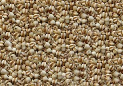 一周薏米减肥瘦身食谱,狂甩赘肉快速瘦出曲线 减肥食谱 第4张-瘦瘦减肥网 一周薏米减肥瘦身食谱,狂甩赘肉快速瘦出曲线 减肥食谱 第4张