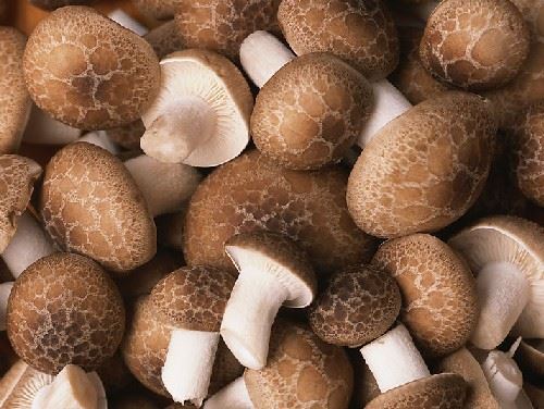 秋季减肥食品有哪些?秋天减肥食谱帮你甩秋膘 减肥食谱 第5张-瘦瘦减肥网 秋季减肥食品有哪些?秋天减肥食谱帮你甩秋膘 减肥食谱 第5张