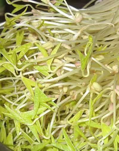 夏季哪些食物有助于减肥,吃什么能健康快速瘦身 饮食减肥 第3张-瘦瘦减肥网 夏季哪些食物有助于减肥,吃什么能健康快速瘦身 饮食减肥 第3张