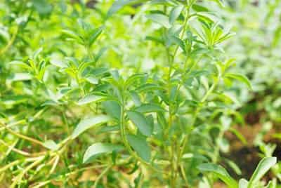 DIY排毒养颜花草茶搭配，养出完美白嫩肌肤与身材 减肥饮品 第6张