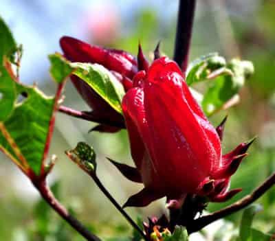 DIY排毒养颜花草茶搭配，养出完美白嫩肌肤与身材 减肥饮品 第2张