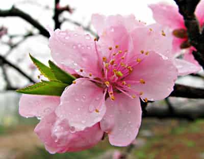 DIY排毒养颜花草茶搭配，养出完美白嫩肌肤与身材 减肥饮品 第4张