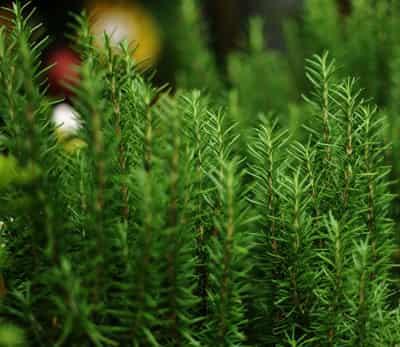 DIY排毒养颜花草茶搭配，养出完美白嫩肌肤与身材 减肥饮品 第3张