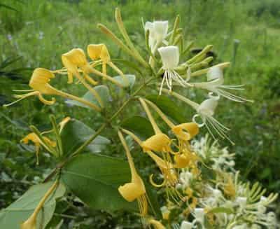 DIY排毒养颜花草茶搭配，养出完美白嫩肌肤与身材 减肥饮品 第7张