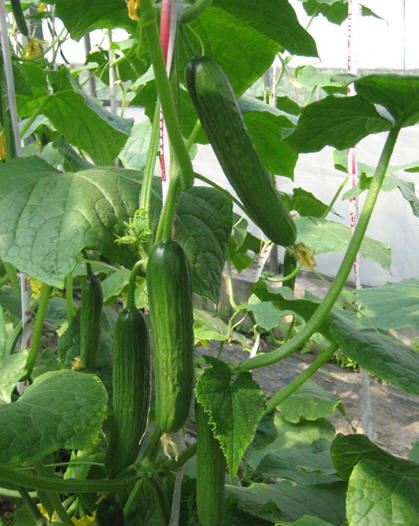 情人节前瘦身大作战，帮你吸脂的8款减肥健康食物 抽脂减肥 第7张