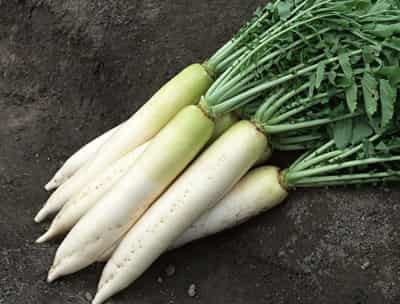 纯天然绿色减肥食品,最好的瘦身健康蔬菜 减肥 第2张-瘦瘦减肥网 纯天然绿色减肥食品,最好的瘦身健康蔬菜 减肥 第2张