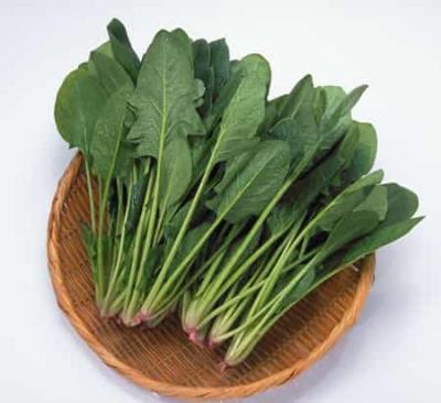 菠菜减肥最快秘籍,日瘦1斤远离赘肉困扰 减肥 第1张-瘦瘦减肥网 菠菜减肥最快秘籍,日瘦1斤远离赘肉困扰 减肥 第1张