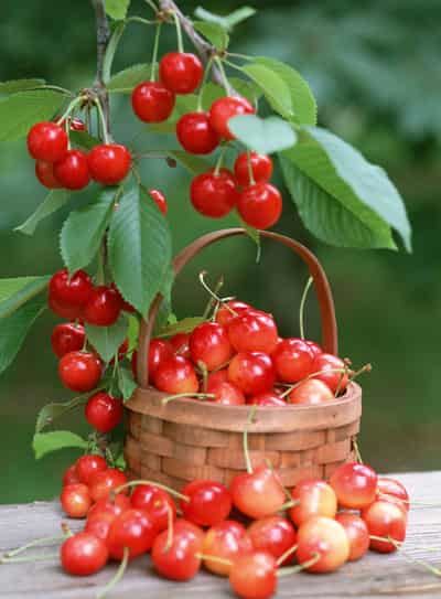 一周水果营养减肥食谱,早餐吃好才能快速瘦身 减肥食谱 第6张-瘦瘦减肥网 一周水果营养减肥食谱,早餐吃好才能快速瘦身 减肥食谱 第6张