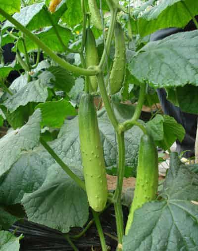 懒人黄瓜瘦身减肥法，五款食谱让你瘦到尖叫 懒人减肥 第7张