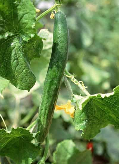 懒人黄瓜瘦身减肥法，五款食谱让你瘦到尖叫 懒人减肥 第8张