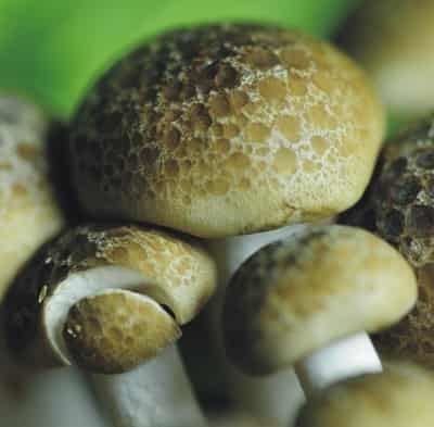 八种丰胸减肥瘦身食物，营养美味健康快速甩肉 丰胸 第2张