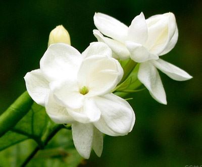 瘦身减肥花茶的功效,帮你清肠甩脂不留一点脂肪 减肥饮品 第3张-瘦瘦减肥网 瘦身减肥花茶的功效,帮你清肠甩脂不留一点脂肪 减肥饮品 第3张