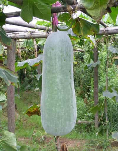 八款薏米减肥汤的做法,告诉你薏米的功效与作用 减肥 第8张-瘦瘦减肥网 八款薏米减肥汤的做法,告诉你薏米的功效与作用 减肥 第8张