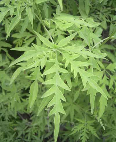 瘦身减肥花茶的功效,帮你清肠甩脂不留一点脂肪 减肥饮品 第5张-瘦瘦减肥网 瘦身减肥花茶的功效,帮你清肠甩脂不留一点脂肪 减肥饮品 第5张