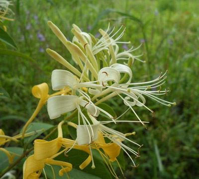 瘦身减肥花茶的功效,帮你清肠甩脂不留一点脂肪 减肥饮品 第2张-瘦瘦减肥网 瘦身减肥花茶的功效,帮你清肠甩脂不留一点脂肪 减肥饮品 第2张