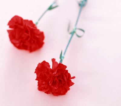 瘦身减肥花茶的功效,帮你清肠甩脂不留一点脂肪 减肥饮品 第1张-瘦瘦减肥网 瘦身减肥花茶的功效,帮你清肠甩脂不留一点脂肪 减肥饮品 第1张