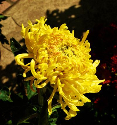 瘦身减肥花茶的功效,帮你清肠甩脂不留一点脂肪 减肥饮品 第8张-瘦瘦减肥网 瘦身减肥花茶的功效,帮你清肠甩脂不留一点脂肪 减肥饮品 第8张