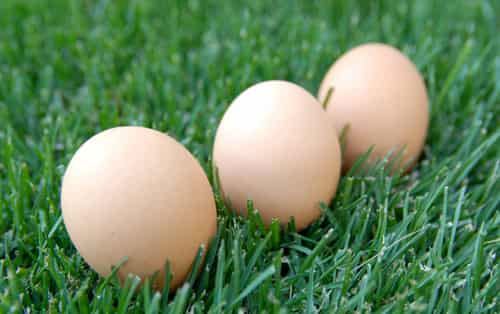 哪些食物可以减肥，四大快速瘦身食物猛吃也不胖 饮食减肥 第1张