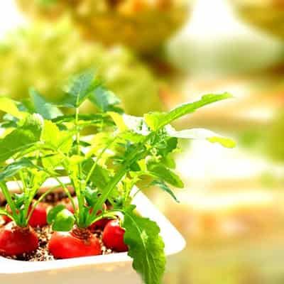 樱桃萝卜减肥食谱一周瘦10斤,六种做法吃不腻的瘦身法宝 减肥食谱 第8张-瘦瘦减肥网 樱桃萝卜减肥食谱一周瘦10斤,六种做法吃不腻的瘦身法宝 减肥食谱 第8张