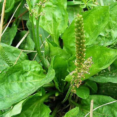 自制冬季中药瘦身减肥茶,排毒养颜甩脂掉肉绝不反弹 减肥饮品 第4张-瘦瘦减肥网 自制冬季中药瘦身减肥茶,排毒养颜甩脂掉肉绝不反弹 减肥饮品 第4张