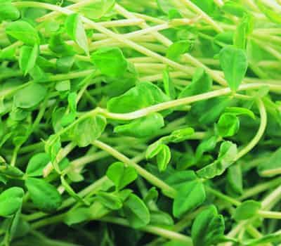 夏季蔬菜快速减肥瘦身法，超棒超有效减肥最快秘籍 快速减肥 第4张