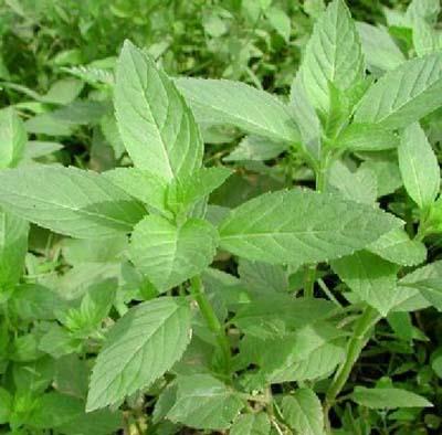 夏季薄荷减肥小妙招，让你一个月瘦十斤 减肥 第5张