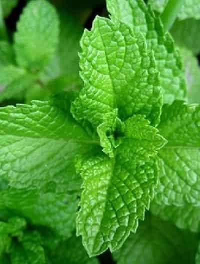 夏季薄荷减肥小妙招，让你一个月瘦十斤 减肥 第3张