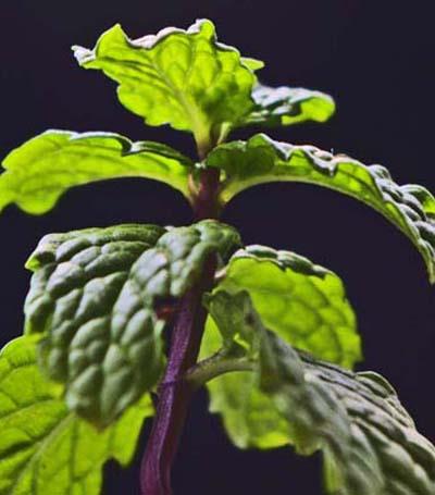 夏季薄荷减肥小妙招，让你一个月瘦十斤 减肥 第2张