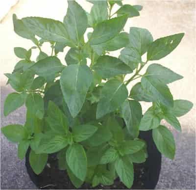 夏季薄荷减肥小妙招，让你一个月瘦十斤 减肥 第4张