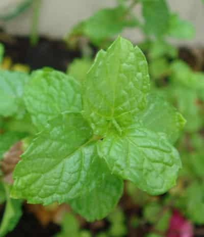 夏季薄荷减肥小妙招，让你一个月瘦十斤 减肥 第1张