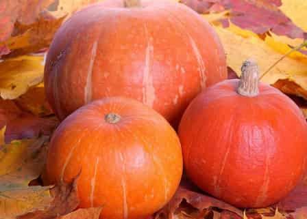 秋季减肥瘦身从食谱下手,从根本上改变肥胖体质 关于肥胖 第9张-瘦瘦减肥网 秋季减肥瘦身从食谱下手,从根本上改变肥胖体质 关于肥胖 第9张