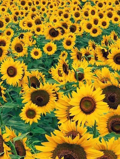 秋季快速减肥瘦身方法，教你哪种减肥方法最有效 快速减肥 第5张