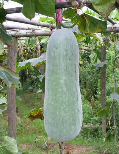 瘦身减肥食物有哪些，八种越吃越瘦的食物 饮食减肥 第3张