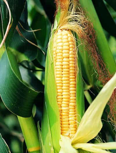 瘦身减肥食物有哪些，八种越吃越瘦的食物 饮食减肥 第1张